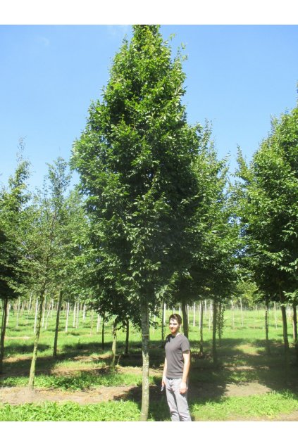 Carpinus betulus Frans Fountain 25 30 750x1000