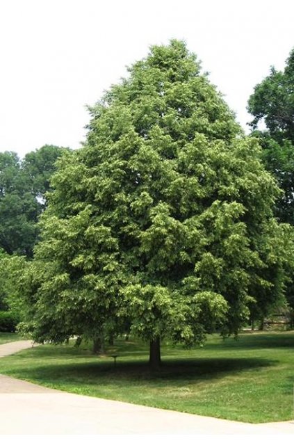 Tilia cordata Greenspire 01