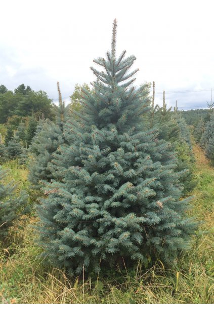 blue spruce