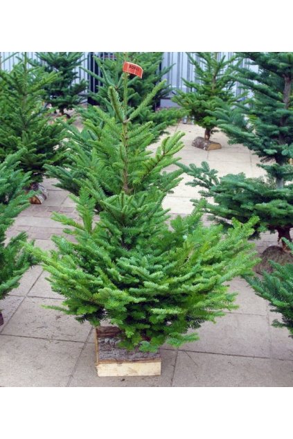 Foret de Sapin 03 © French Moments