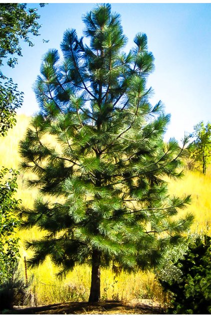 ponderosa pine 2