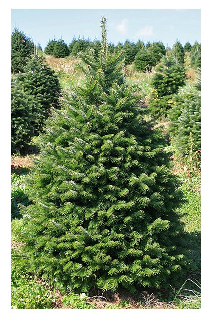 s468003859194629765 p63 i4 w379