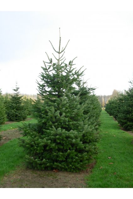 abies nordmanniana 2