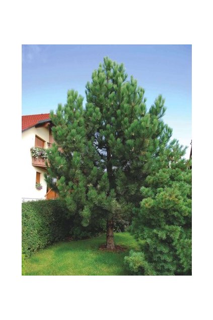 black pine pinus nigra select