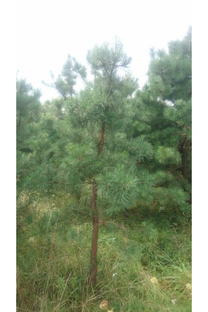 BOROVICE TUHÁ - PINUS RIGIDA