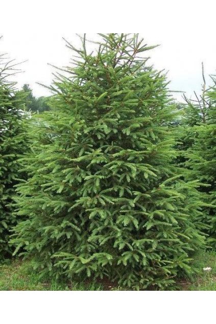 picea abies 296 r2x 480x