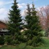 Picea omorika grande