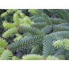 abies pinsapo b40d5527 27f9 4e35 b58f aff0f59ecf5 resize 750
