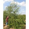 Larix decidua 400 500 771x1000
