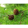 larix decidua 2f7b69c1 edbe 4b46 886f 067dad15ea6 resize 750