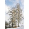 800px Larix decidua Winter