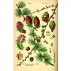 Illustration Larix decudua0