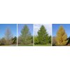 Larch seasons