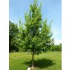 10825 javor babyka acer campestre
