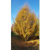carpinus betulus pyramidalis autumn colours
