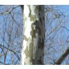 platanus occidentalis ba ahaines a