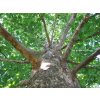 American Sycamore Bark