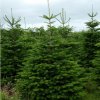 Nordman fir real christmas trees