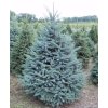 Spruce Colorado Blue BB e1437844316742