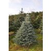 blue spruce christmas tree