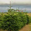 7ft nordmann fir christmas tree 570x570.progressive