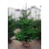 Noble Fir © French Moments