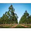 ponderosa pine 4