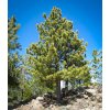 ponderosa pine 1
