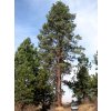 800px Pinus ponderosa 8144t