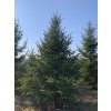 SMRK VÝCHODNÍ - PICEA ORIENTALIS