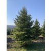 SMRK VÝCHODNÍ - PICEA ORIENTALIS