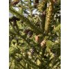 SMRK VÝCHODNÍ - PICEA ORIENTALIS