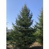 SMRK VÝCHODNÍ - PICEA ORIENTALIS