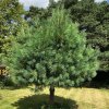 pinus wallichiana conifer p427 5698 image
