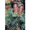 800px Abies concolor cones
