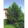 black pine pinus nigra select