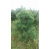 BOROVICE TUHÁ - PINUS RIGIDA