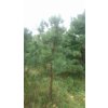 BOROVICE TUHÁ - PINUS RIGIDA