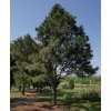 pinus virginiana 2 uk 5 9 2011 orig