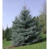 picea pungens tree