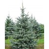 medium picea pungens hoopsi