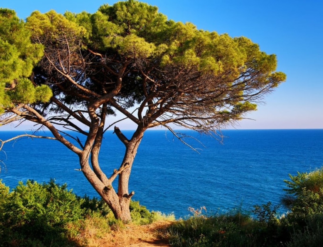 Pycnogenol – ilustrace