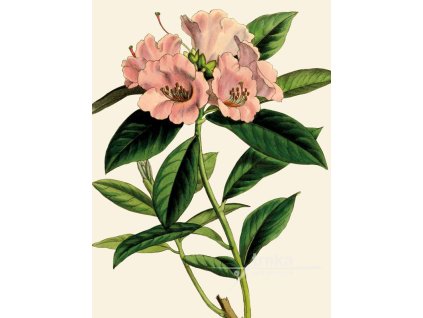 Reprodukce květiny Pěnišník Rhododendron 1
