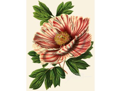 Reprodukce květiny Pivoňka Paeonia