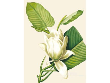 Reprodukce květiny Šácholan magnolie Magnolia 2