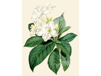 Reprodukce květiny Pěnišník Rhododendron 2