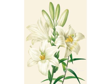 Reprodukce květiny Lilie Lilium