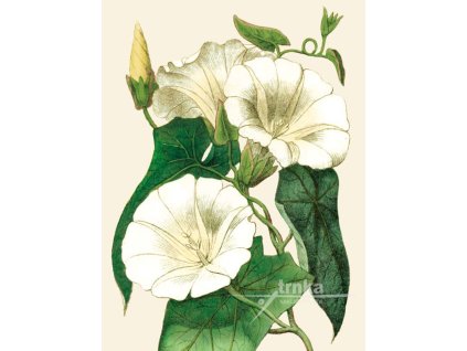 Reprodukce květiny Opletník Calystegia