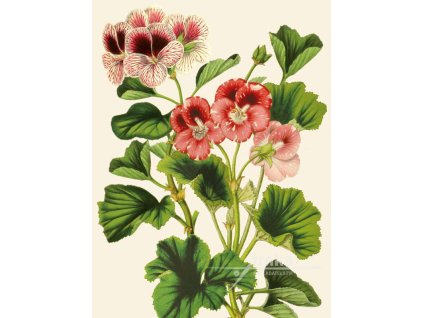 Reprodukce květiny Muškát Pelargonia