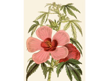 Reprodukce květiny Ibišek Hibiscus 2